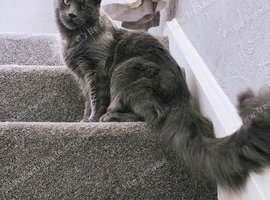 Female Maine coon