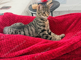 9 month old female kitten ( free )