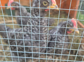 Three Young Mixed Breed Cockerel Chicks. 5 weeks old.