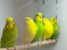 Budgies
