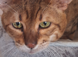 Savannah Tica SBTF5 Elton old needs a home