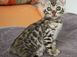 Gorgeous Bengal Girl Kitten