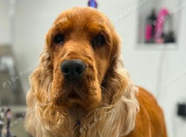 imported lines show cocker spaniel male Kc reg