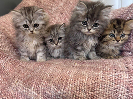Chinchilla kittens for sale doll face