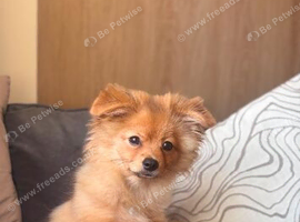 Male pomchi