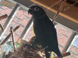 Crimson conure with dna