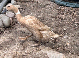 2 female runner ducks