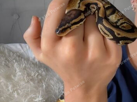 Ball python