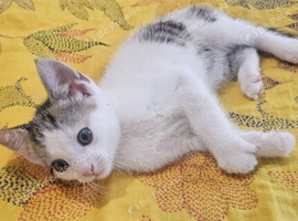 Gorgeous kittens for rehoming