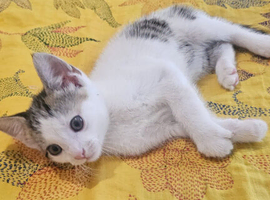 Male kitten
