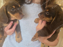 2 dashund cross boy puppies for sale