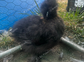 2 silkie pol hens