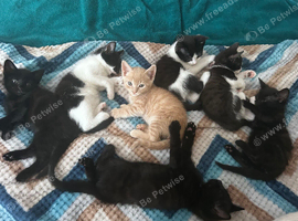 Stunning Litter of 7 Kittens &ndash; Comes with Scratch post! Ready for Loving Homes in Nottingham