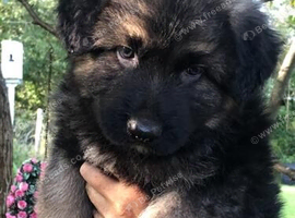 Beautiful German shepherd puppies