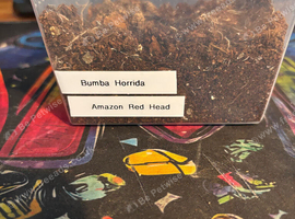 Bumba Horrida