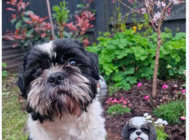 Shihtzu boy 5 years old