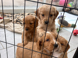 Beautiful Goldendoodle x puppies
