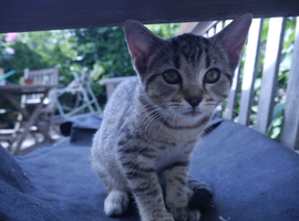 2 kittens