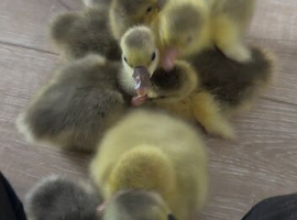 African Embden Toulouse Hybrid Mixed Goose Geese Hatched Chicks