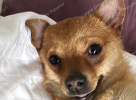 Chihuahua mix for sale