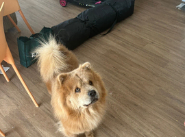 Wanting to breed our chow chow she&rsquo;s 4years old ,