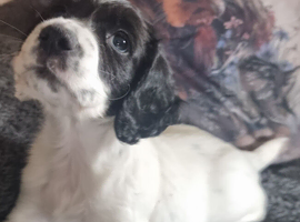 Kc cocker spaniel puppies