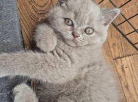 3 Fawn males British shorthair kittens