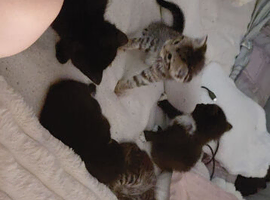 Kittens