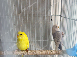 Healthy Baby Budgies for Sale