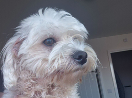 Maltese boy