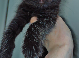 10 week old kitten for sale