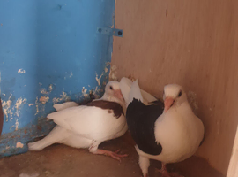 Saddle racing pigeons for sale