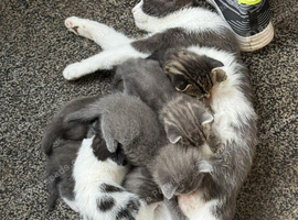 Beautiful Kittens