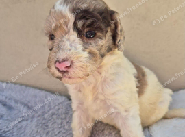 Beautiful f2b cockapoo's