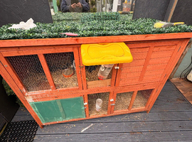 Rabbits x2 male and female + cage