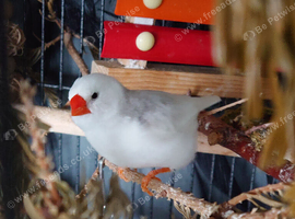 Pied juvenile male zebra finch pair