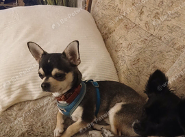Chihuahua dig ond year old