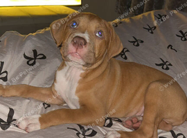 American bullldog x staffy
