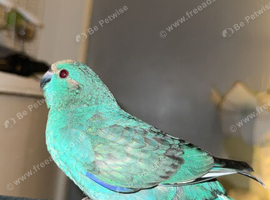 Male blue pied
