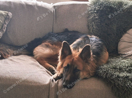 10 month old german shepherd