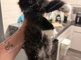 Kitten