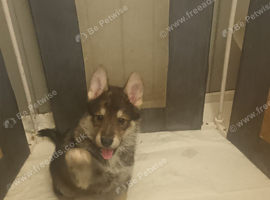 Wolfdogx husky hybrid x german shepherd