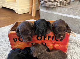 7 beautiful F1 cockapoo puppies