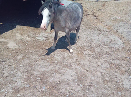 Welsh A filly