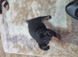 Chihuahua