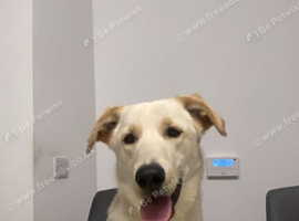 10 months old labrador