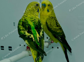 Black Wing Budgies For Sale