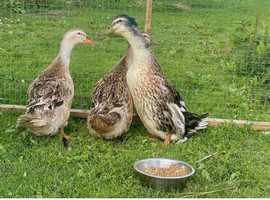 Silver appleyard hatching eggs