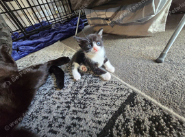 Maine coon cross kitten !