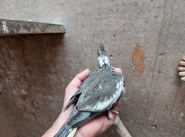 Beautiful pied baby and normal ready now